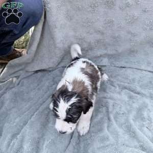Neon, Saint Berdoodle Puppy