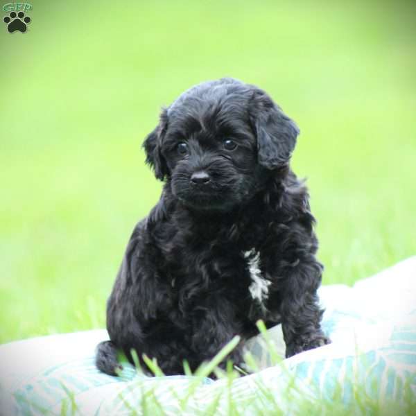 Onyx, Cockapoo Puppy