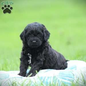 Onyx, Cockapoo Puppy