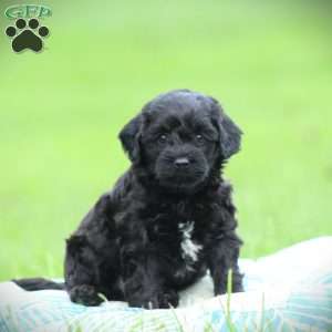 Onyx, Cockapoo Puppy
