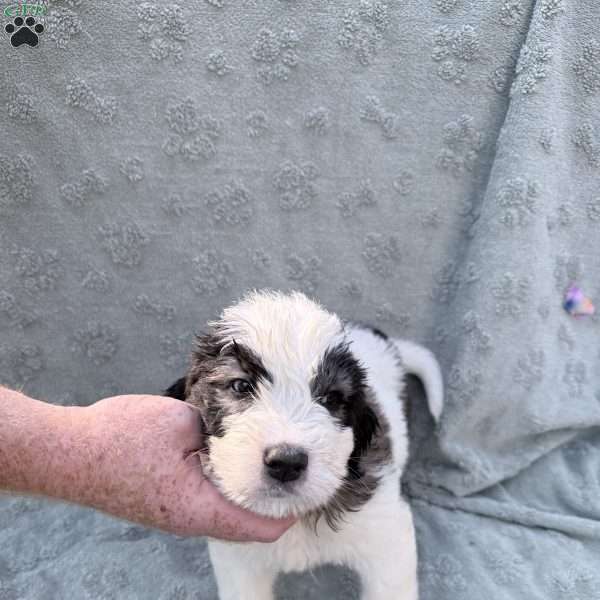 Orange, Saint Berdoodle Puppy