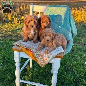 Luna, Mini Goldendoodle Puppy