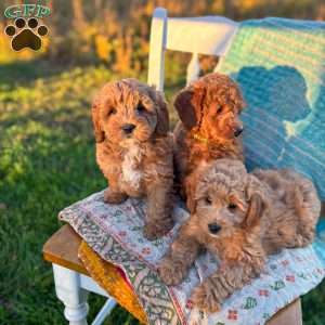 Bandit, Mini Goldendoodle Puppy