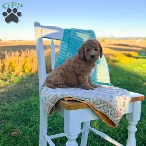 Charlie, Mini Goldendoodle Puppy