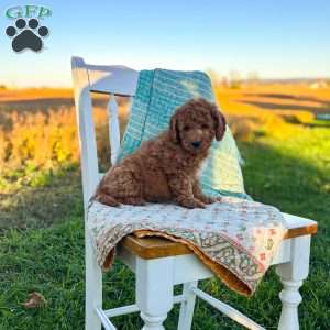 Charlie, Mini Goldendoodle Puppy
