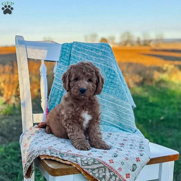 Charlie, Mini Goldendoodle Puppy