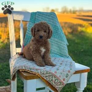Charlie, Mini Goldendoodle Puppy