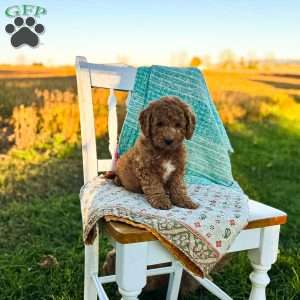 Charlie, Mini Goldendoodle Puppy