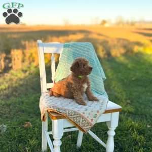Charlie, Mini Goldendoodle Puppy