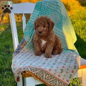 Charlie, Mini Goldendoodle Puppy