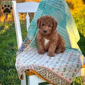 Charlie, Mini Goldendoodle Puppy