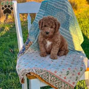 Charlie, Mini Goldendoodle Puppy