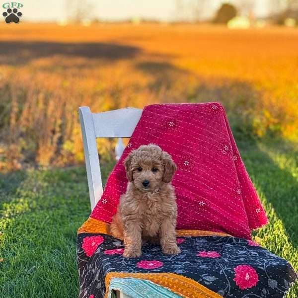 Luna, Mini Goldendoodle Puppy