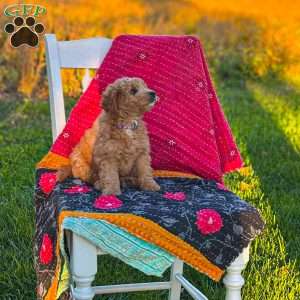 Luna, Mini Goldendoodle Puppy