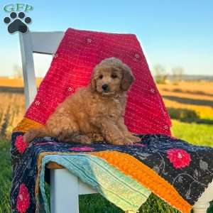 Luna, Mini Goldendoodle Puppy