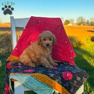 Luna, Mini Goldendoodle Puppy