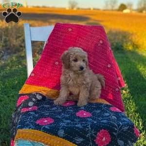 Luna, Mini Goldendoodle Puppy