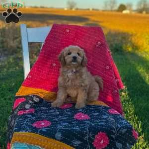Luna, Mini Goldendoodle Puppy
