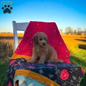 Luna, Mini Goldendoodle Puppy