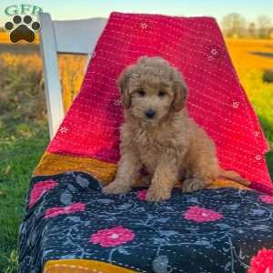 Luna, Mini Goldendoodle Puppy