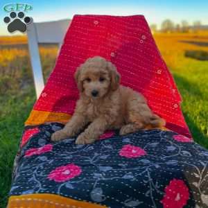 Luna, Mini Goldendoodle Puppy
