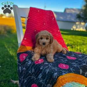 Luna, Mini Goldendoodle Puppy