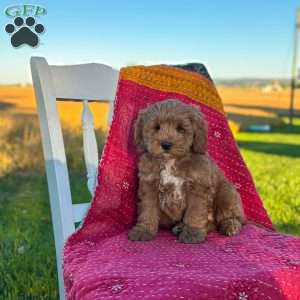 Bandit, Mini Goldendoodle Puppy