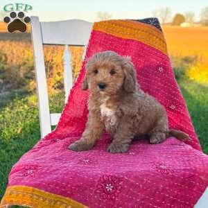 Bandit, Mini Goldendoodle Puppy