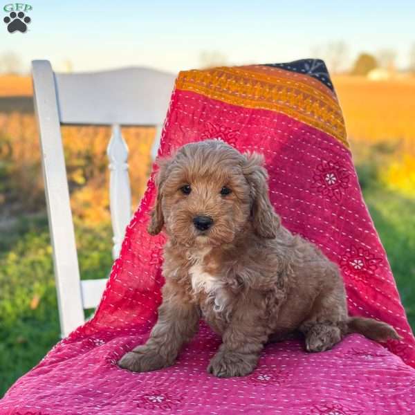 Bandit, Mini Goldendoodle Puppy
