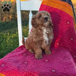 Bandit, Mini Goldendoodle Puppy
