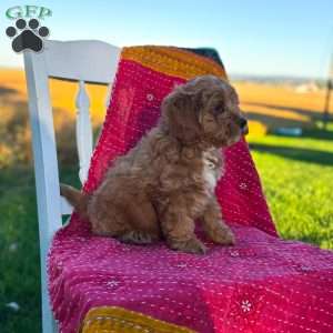 Bandit, Mini Goldendoodle Puppy
