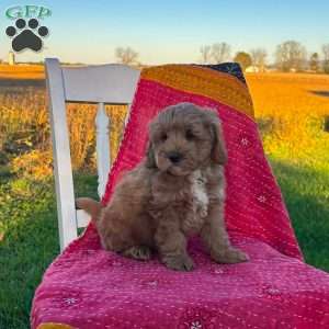 Bandit, Mini Goldendoodle Puppy