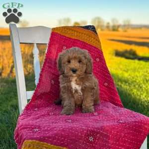 Bandit, Mini Goldendoodle Puppy