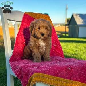 Bandit, Mini Goldendoodle Puppy