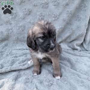 Pink, Saint Berdoodle Puppy