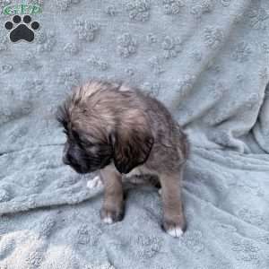 Pink, Saint Berdoodle Puppy