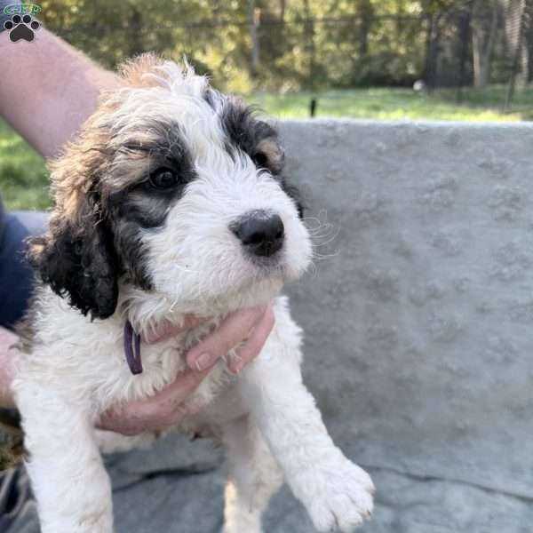 Purple, Saint Berdoodle Puppy