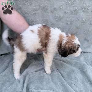 Purple, Saint Berdoodle Puppy