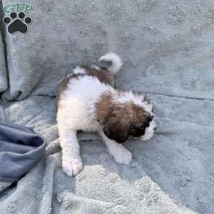 Purple, Saint Berdoodle Puppy