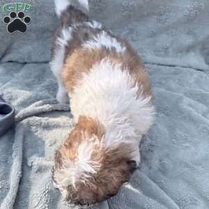 Purple, Saint Berdoodle Puppy