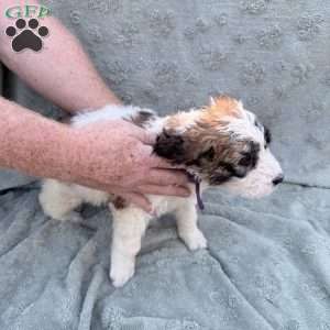 Purple, Saint Berdoodle Puppy