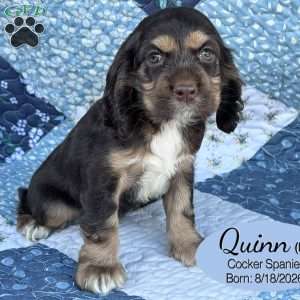 Quinn, Cocker Spaniel Puppy