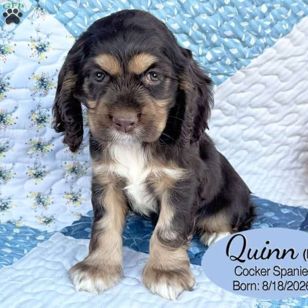 Quinn, Cocker Spaniel Puppy