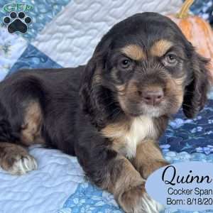 Quinn, Cocker Spaniel Puppy