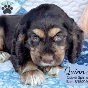 Quinn, Cocker Spaniel Puppy