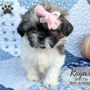 Raya, Shih Tzu Puppy