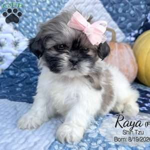 Raya, Shih Tzu Puppy