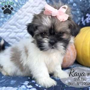 Raya, Shih Tzu Puppy