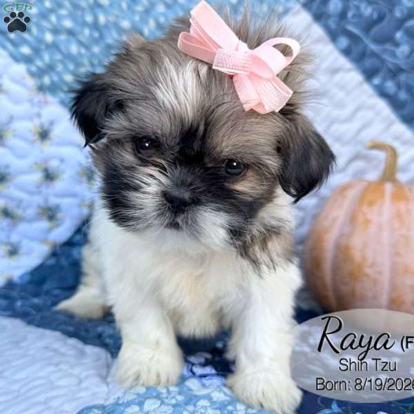 Raya, Shih Tzu Puppy