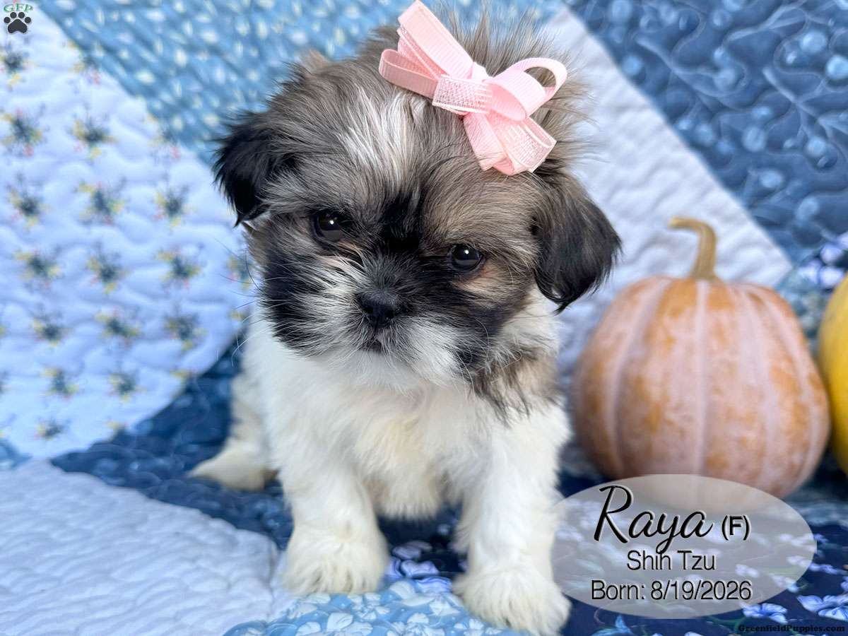 Raya (Shih Tzu, Female) in Mifflinburg, PA